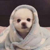 朽木