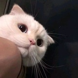 小宝