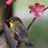 胡胡