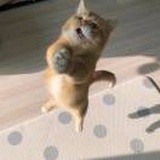 肥宅