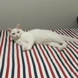 猫煊煊