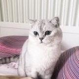 爱吃桃子的猫猫