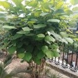 杨玲的家长