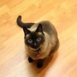 bibi
