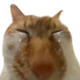 昭和猫猫