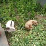 苏