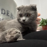 很肤浅且很抑郁