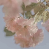 奶油