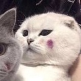 小可爱