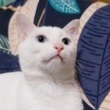 风从海里来