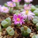 秋