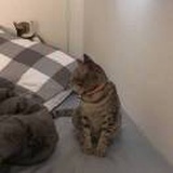 cq