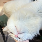 又怎么了大小姐