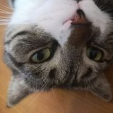 猫啃泥