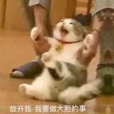 Qiaox