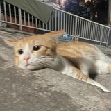围巾的路旁