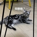 大白菜菜子