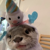 突突酱