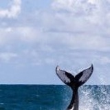 汤加的鲸歌🐳