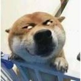 薛定谔的快乐