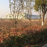 言赤霞