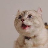 柠檬有些酸呢
