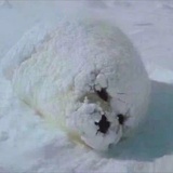 辣椒油不狗