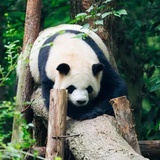豆豆