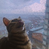 暴暴的暴击