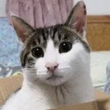 楠楠
