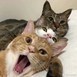 八角两半