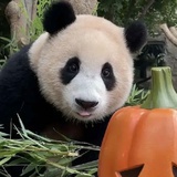 事与愿违