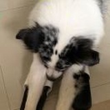 kora