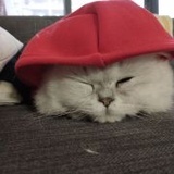 你也喜欢养花吗