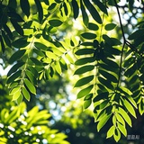狸狸狸