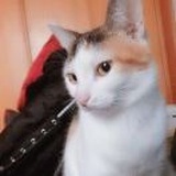 小虫