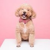 钢镚儿汪汪