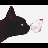 三只猫