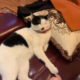 爱睡觉的猫