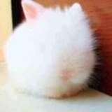 猪小淇