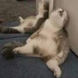 赌狗