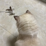赵团团