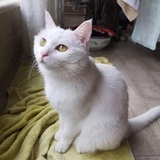 陌天歌