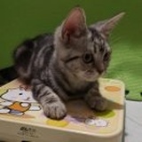 小小苏