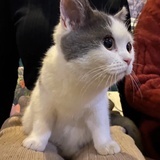 月光下小兔兔