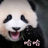 熊猫圆滚滚呀