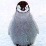 三明治不加火腿