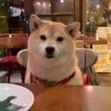 皮茶迪