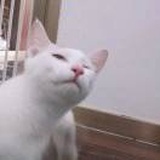 陈大条