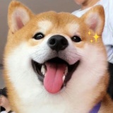 想养一只小比熊